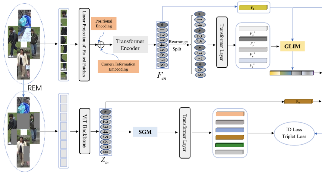 Transformer-based global-local feature learning model for occluded person re-identification